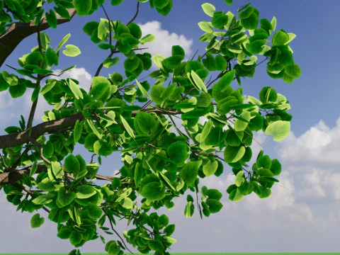 Tree1 3D Model