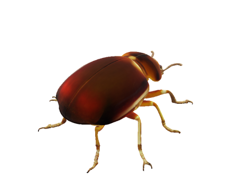 Amber Beetle Majesty 3D Model