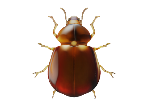Amber Beetle Majesty 3Dモデル