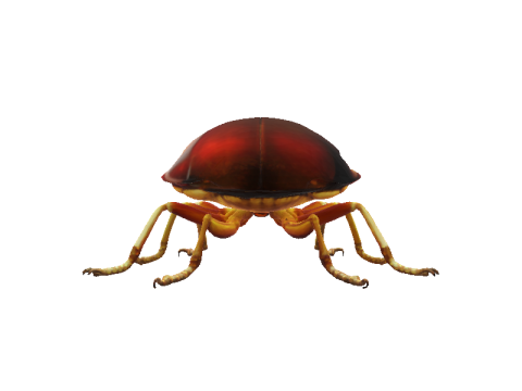 Amber Beetle Majesty 3Dモデル