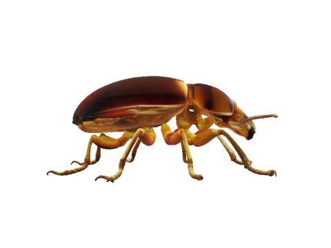 Amber Beetle Majesty 3Dモデル