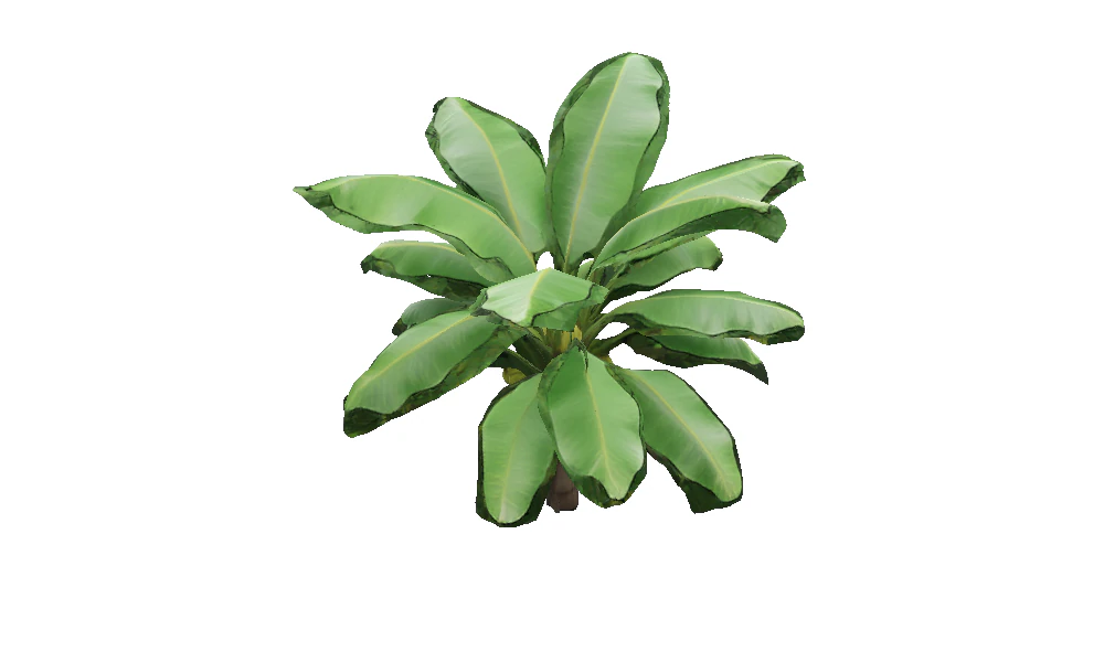 Lush Banana Tree 3D Model .c4d .max .obj .3ds .fbx .stl .blend 