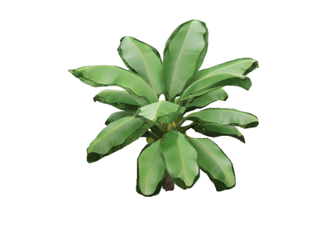 Lush Banana Tree 3D Model