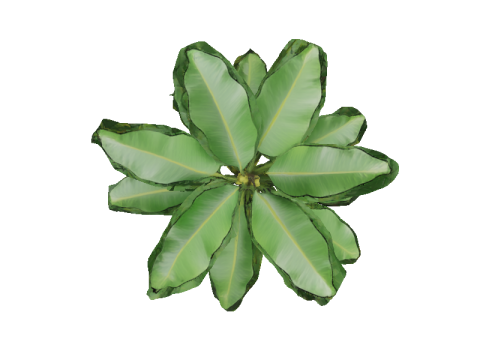 Lush Banana Tree 3D Модель