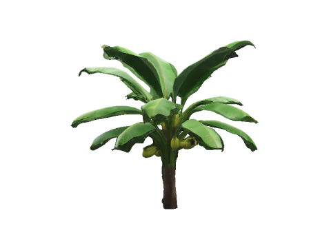 Lush Banana Tree 3D Model