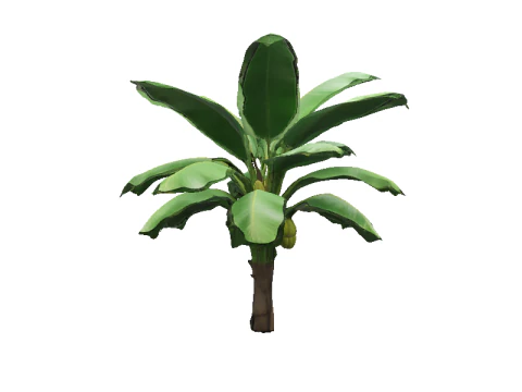 Lush Banana Tree 3D Model