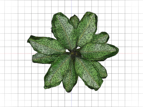 Lush Banana Tree 3D Model