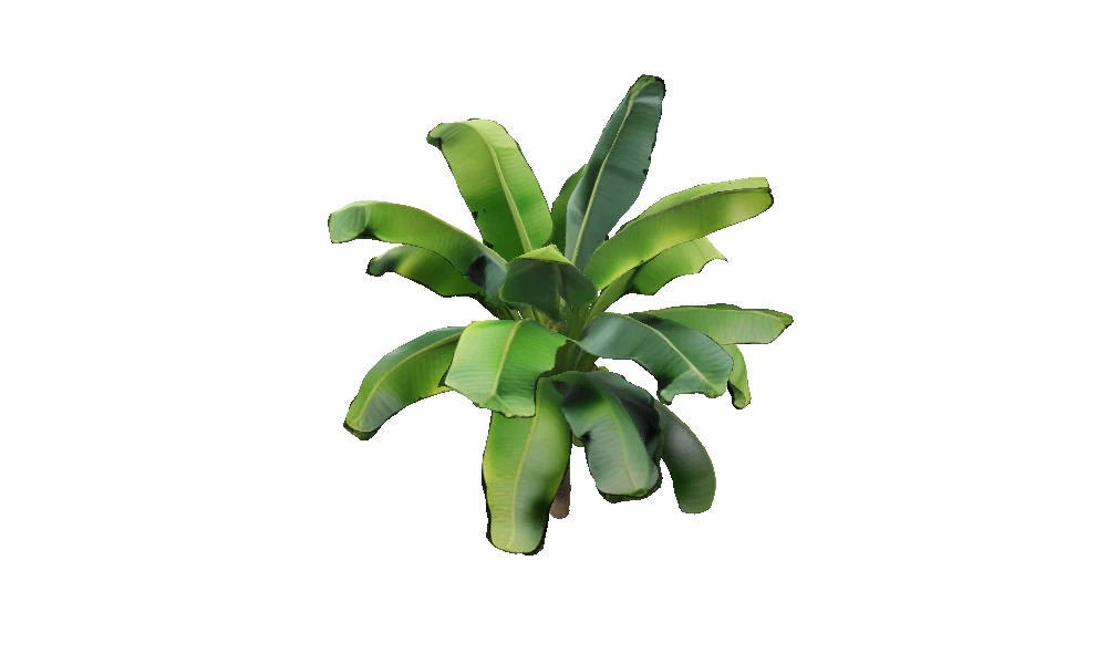 Lush Banana Tree 3D Model .c4d .max .obj .3ds .fbx .stl .blend 