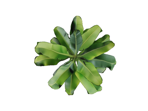Lush Banana Tree Modello 3D
