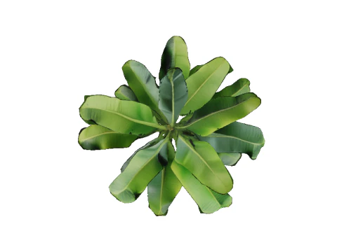 Lush Banana Tree 3D Model