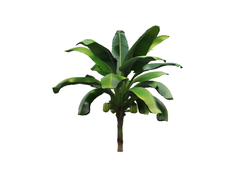 Lush Banana Tree Modello 3D