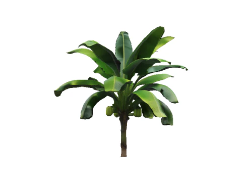 Lush Banana Tree 3D Model