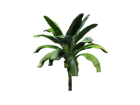 Lush Banana Tree 3D Model