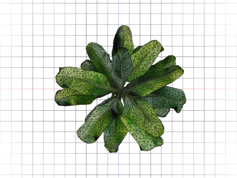 Lush Banana Tree Modello 3D