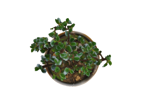 GLAZED BOWL Bonsai 3D Модель