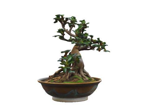 GLAZED BOWL Bonsai 3D Model