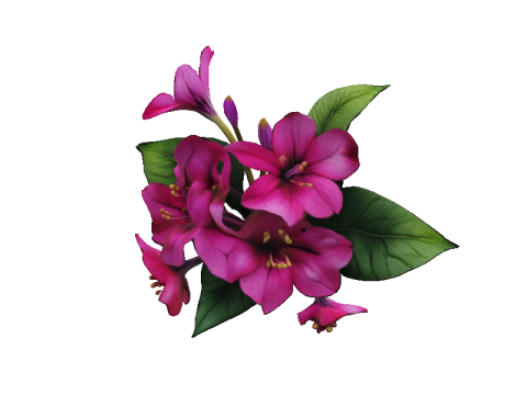 Bougainvillea 3D Model