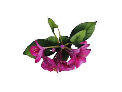 Bougainvillea 3D 模型