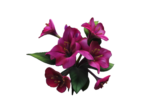 Bougainvillea 3D 模型
