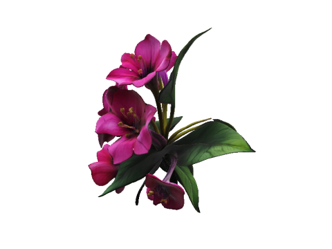 Bougainvillea 3D 模型