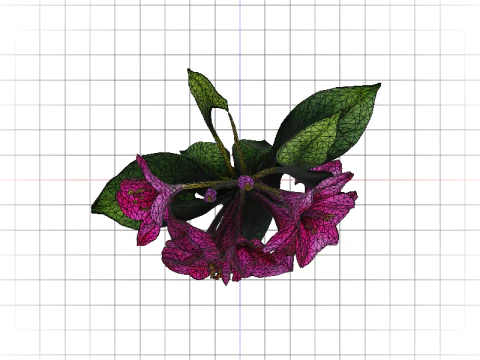 Bougainvillea 3D Model
