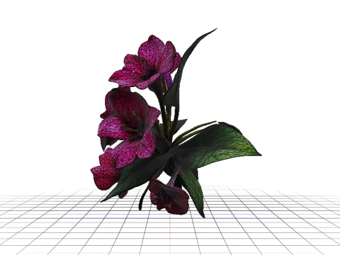 Bougainvillea 3D Model