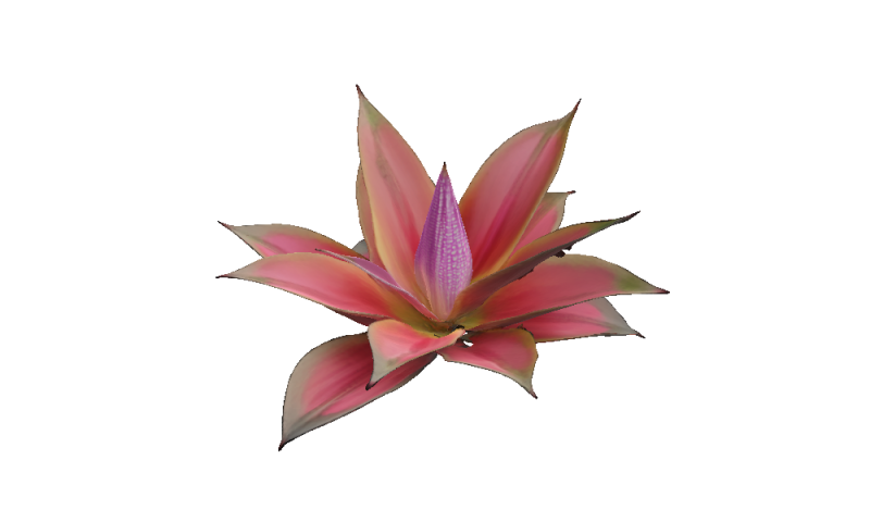 Hyperreal Bromeliad 3D Model .c4d .max .obj .3ds .fbx .stl .blend 