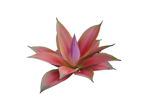 Hyperreal Bromeliad 3D Model