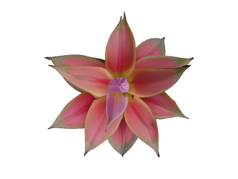 Hyperreal Bromeliad 3D Model