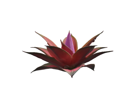 Hyperreal Bromeliad 3D Model