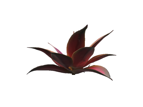 Hyperreal Bromeliad 3D Model