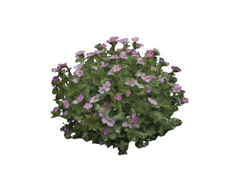 Pacote FLORAL Tomilho Modelo 3D