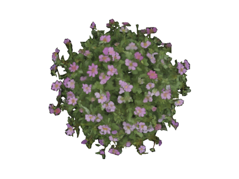 FLORAL bundle Thyme 3D 모델