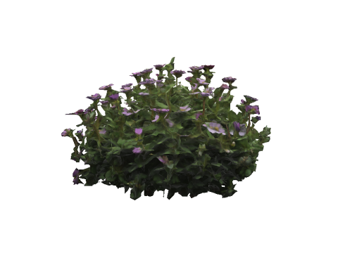 FLORAL bundle Thyme 3D 모델