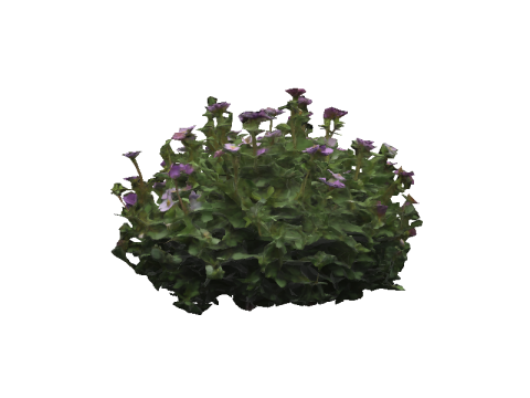FLORAL bundle Thyme 3D 모델