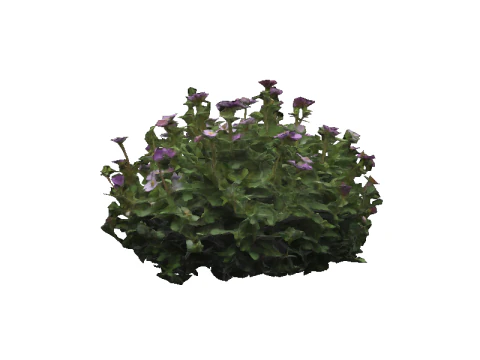 FLORAL bundle Thyme 3D Model