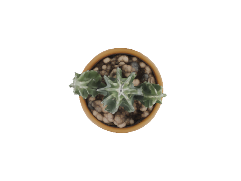 Desert Bloom cactus 3D Модель