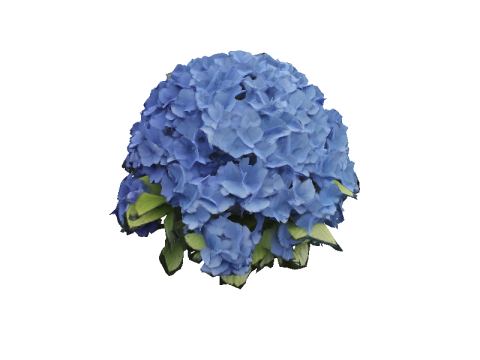 Hyperrealistic Blue Hydrangea 3D Модель