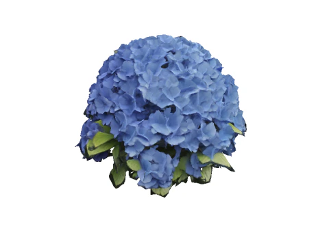 Hyperrealistic Blue Hydrangea 3D Model