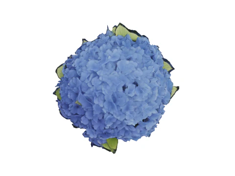 Hyperrealistic Blue Hydrangea 3D Model