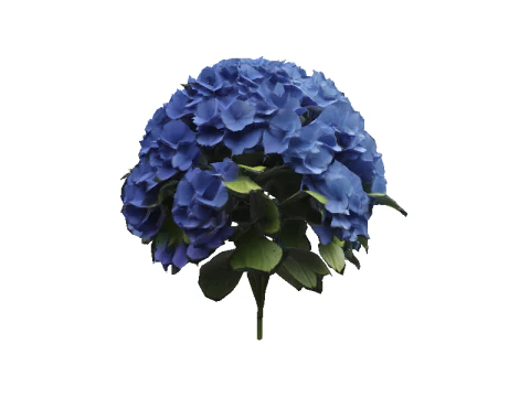 Hyperrealistic Blue Hydrangea 3D Model
