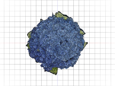 Hyperrealistic Blue Hydrangea 3D Model