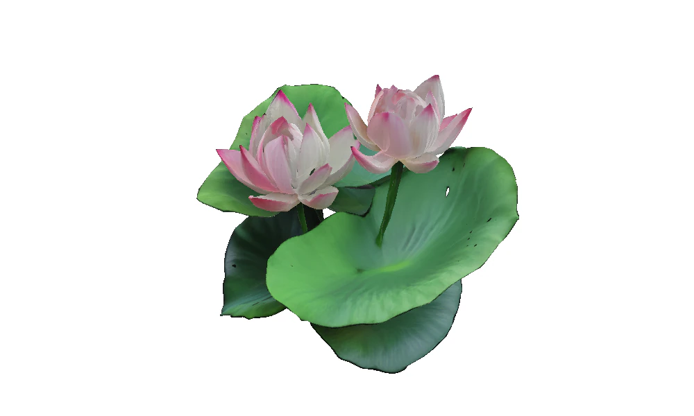 Pink Lotus Bloom 3D Model .c4d .max .obj .3ds .fbx .stl .blend 