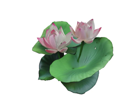 Pink Lotus Bloom 3D Model