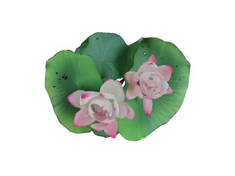 Pink Lotus Bloom 3D Модель