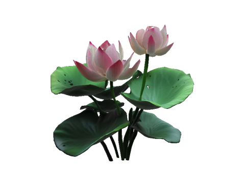 Pink Lotus Bloom 3D Модель