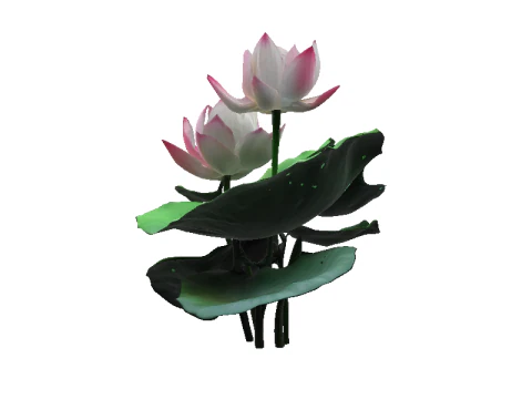 Pink Lotus Bloom 3D Model