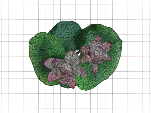 Pink Lotus Bloom 3D Model