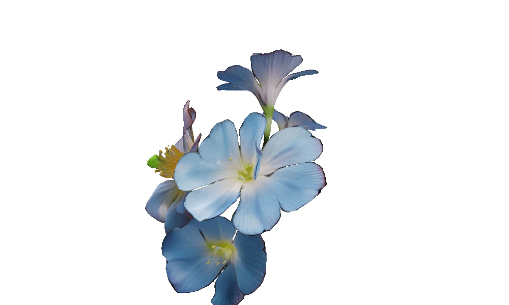 Morning Glory Bloom 3D Model .c4d .max .obj .3ds .fbx .stl .blend 