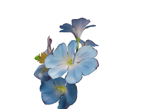 Morning Glory Bloom Modelo 3D